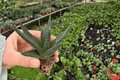 Haworthia Royal Highness Starter Plants - 2 Live Succulents, Bare Root with Protected Soil Pods