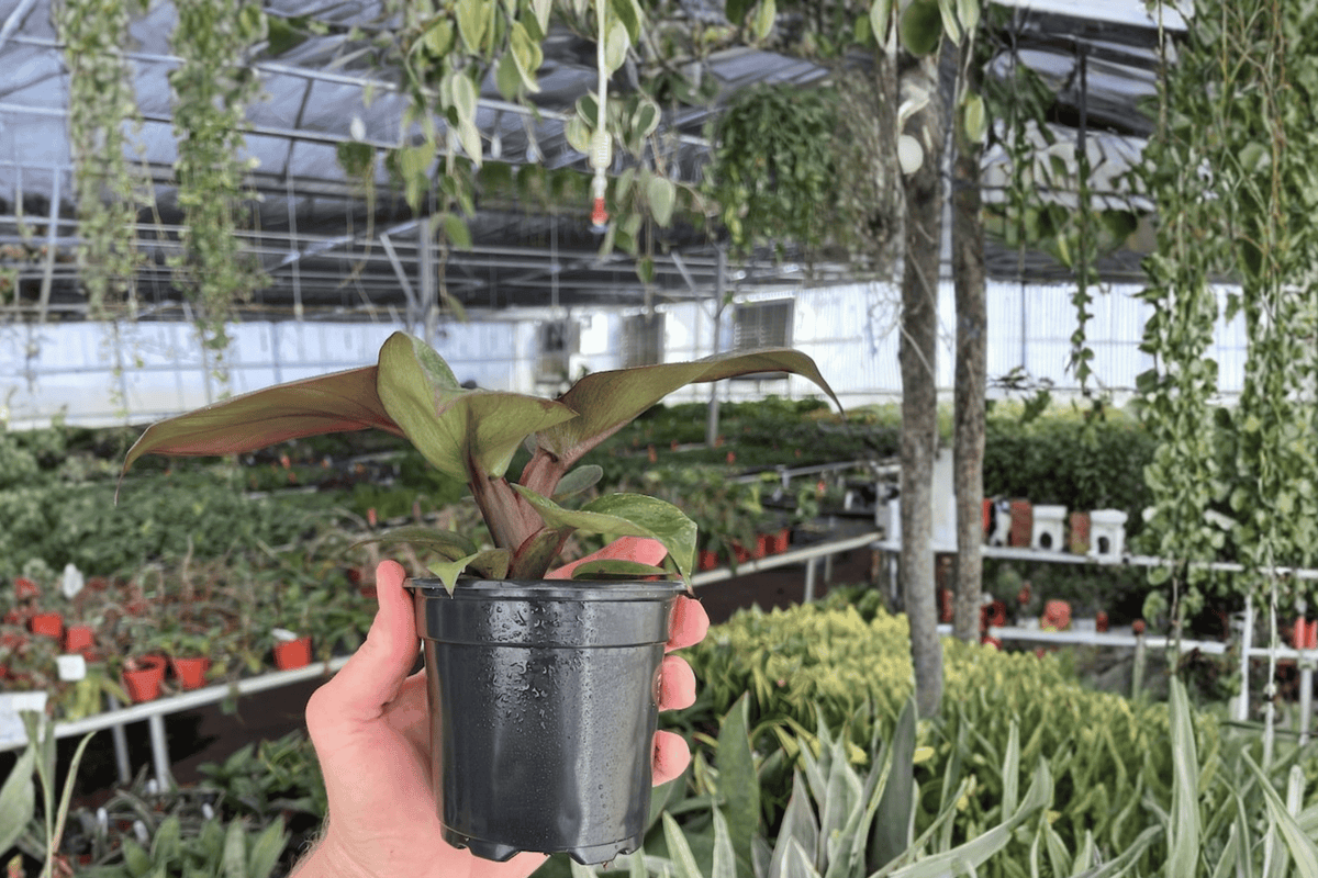 Philodendron Red Heart - 2 Live Plants in 4-Inch Pots