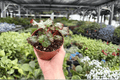 Begonia Harmony's Cherry Bomb — 2 Exact Live Plants in 4-Inch Pots