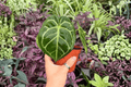 Anthurium MBR × Red Hu - 2 Bare Root Live Plants, 4-Inch Pot Size