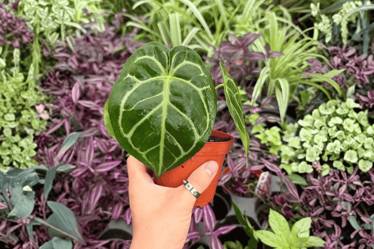 Anthurium MBR × Red Hu - 2 Bare Root Live Plants, 4-Inch Pot Size