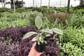 Ficus Tineke (2 Live Plants) in 4-Inch Pots | Ficus elastica 'Tineke' - Variegated Rubber Plant