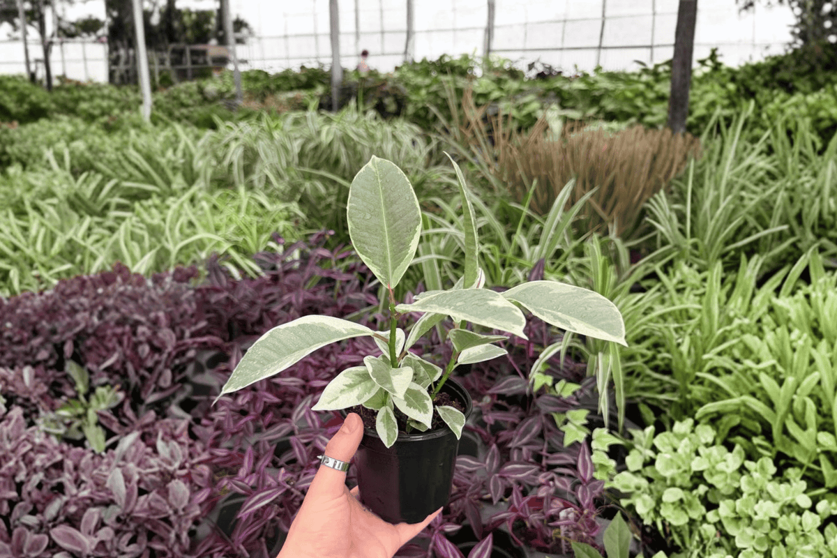 Ficus Tineke (2 Live Plants) in 4-Inch Pots | Ficus elastica 'Tineke' - Variegated Rubber Plant