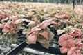 Syngonium Regina Red Starter Plants (2) | Syngonium podophyllum 'Regina Red'