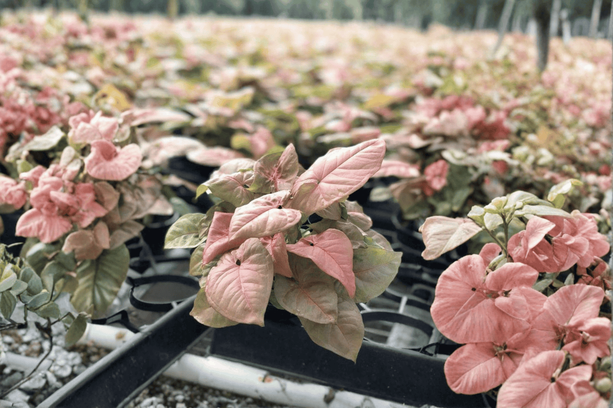 Syngonium Regina Red Starter Plants (2) | Syngonium podophyllum 'Regina Red'