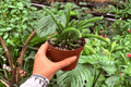 Rhipsalis sulcata - 2 Exact-Plant Specimens (Specific 4" Pot)