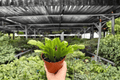Christmas Cactus Schlumbergera - 2 Bare Root Live Plants, 4-Inch Pots (Bare Root) - Exact Plants