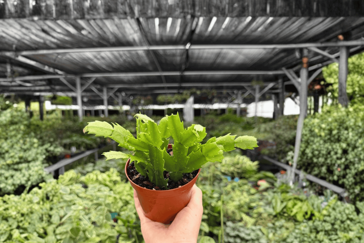 Christmas Cactus Schlumbergera - 2 Bare Root Live Plants, 4-Inch Pots (Bare Root) - Exact Plants
