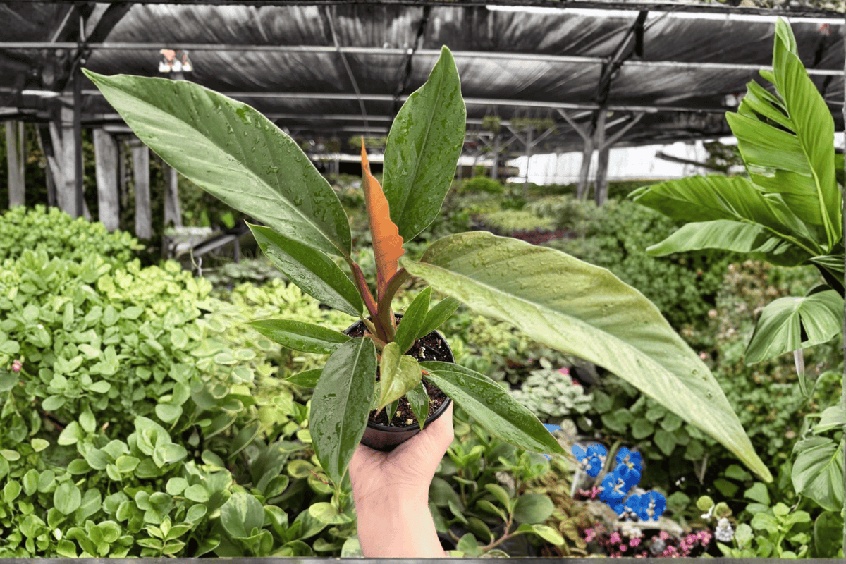 Philodendron Pluto ‘Choco Empress’ – 2 Exact 4-Inch Pots (Live Plants)