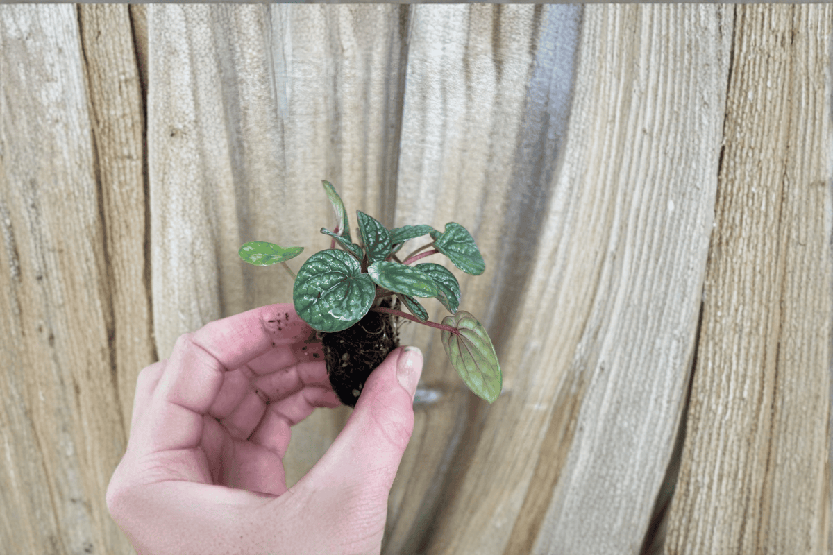Peperomia Burbella Starter Live Plants (2) | Peperomia 'Burbella' - 2-Inch Pots