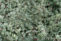 Silver Thyme Argenteus - 1 Live Thyme Plant in 4-Inch Pot