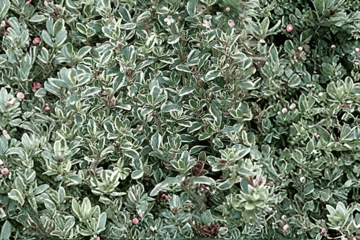Silver Thyme Argenteus - 1 Live Thyme Plant in 4-Inch Pot