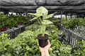 Alocasia odora 'Batik Snow' Variegated Live Plant – 4-Inch Pot, Ships in Pot