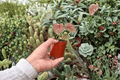 Cissus discolor Live Starter Plants (2-Pack) in 2-Inch Pots | Bare Root Shipping