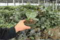 Anthurium Crystal x Golden - 2 Live Plants in 4-Inch Pots