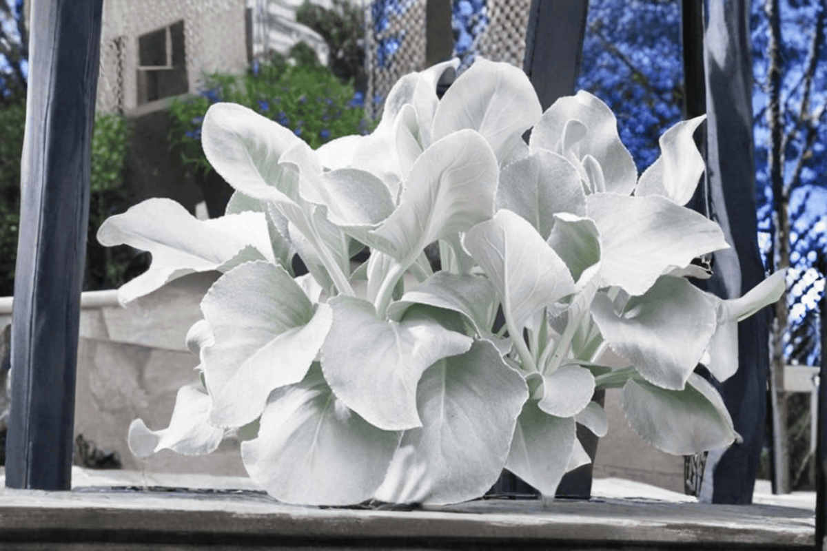 Angel Wings Senecio 1 Live Plant in 4-Inch Pot | Senecio candicans 'Angel Wings'