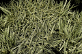 Carex Feather Falls Variegated Japanese Sedge - 1 Gallon Live Plant