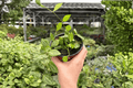 Dischidia Melon (2 Live Plants) - 4-Inch Bare Root Starter Plants