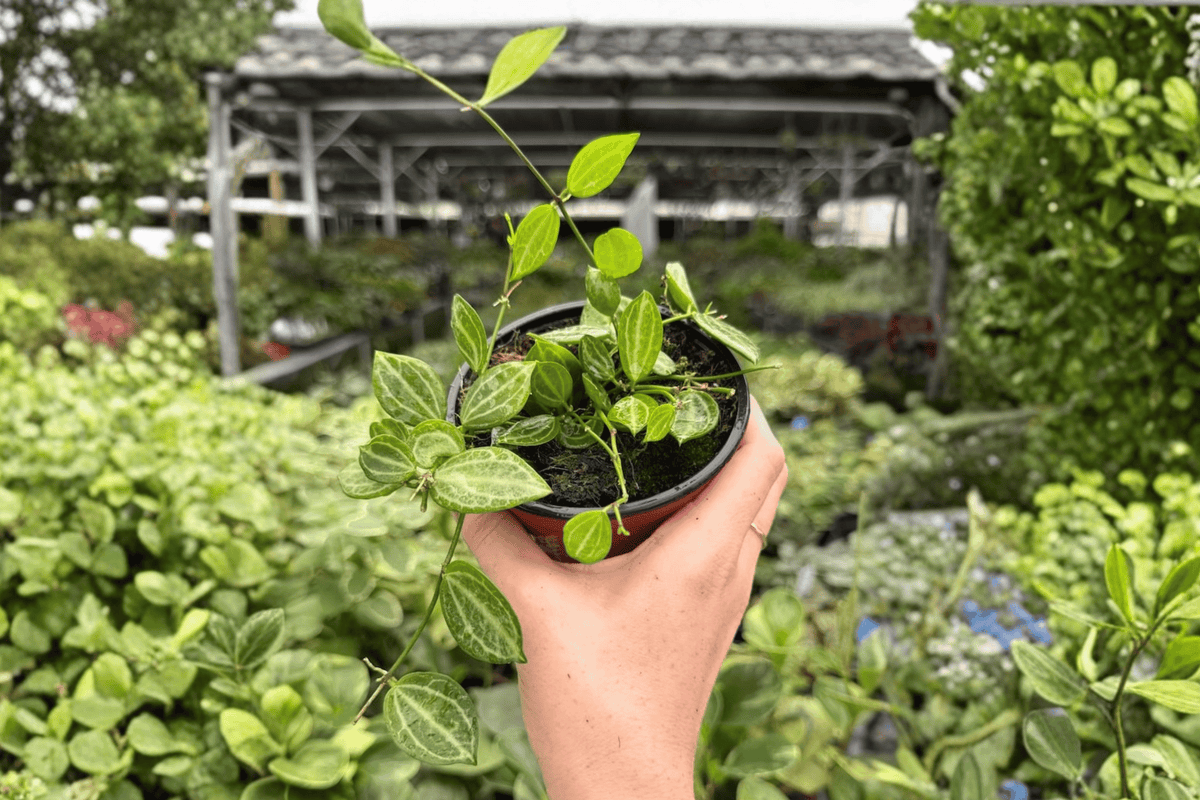Dischidia Melon (2 Live Plants) - 4-Inch Bare Root Starter Plants
