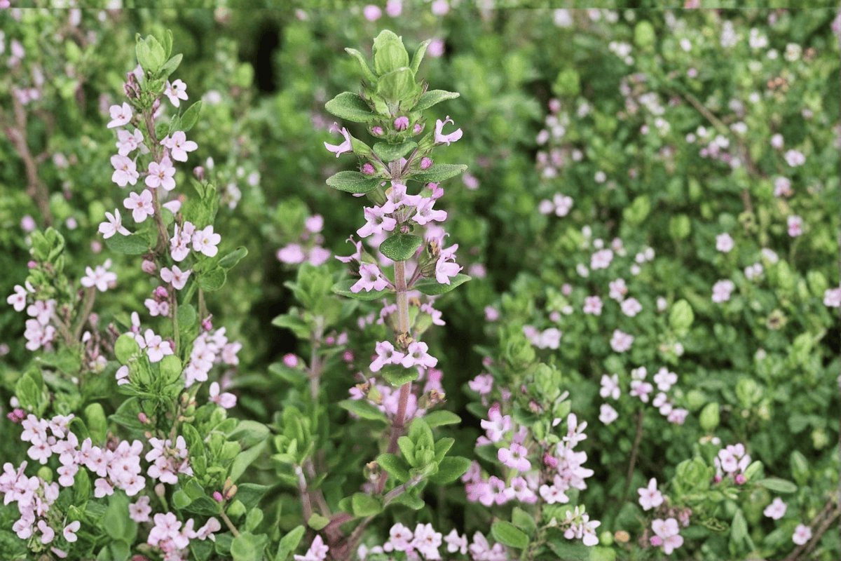 Dot Wells French Culinary Thyme - Thymus vulgaris 'Dot Wells' (1 Live Plant, 4-Inch Pot)
