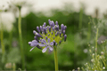 Peter Pan Lily-of-the-Nile Agapanthus (Peter Pan) - 4-Inch Live Plant