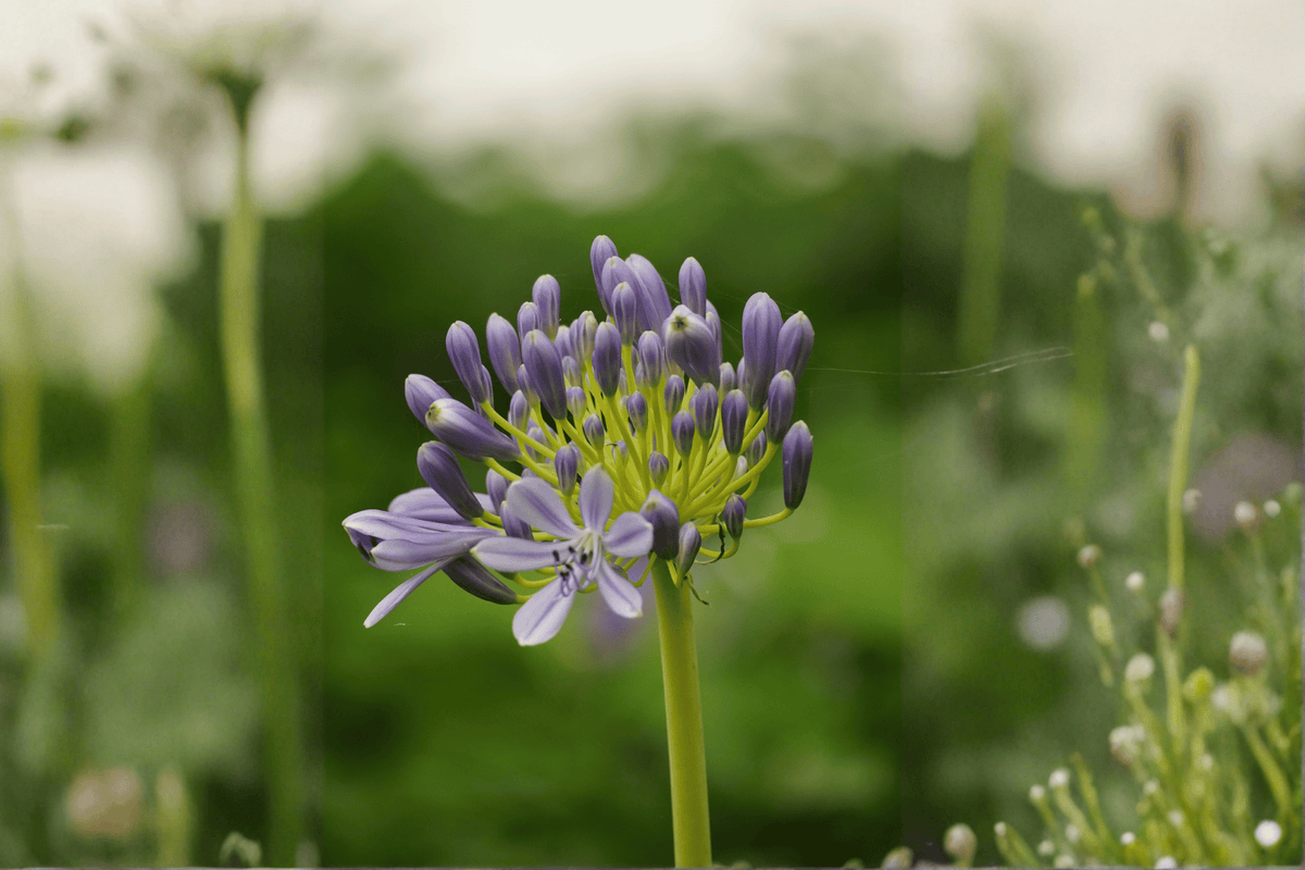 Peter Pan Lily-of-the-Nile Agapanthus (Peter Pan) - 4-Inch Live Plant