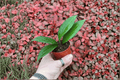 Hoya pottsii | 2 Live Starter Plants in 2-Inch Nursery Format