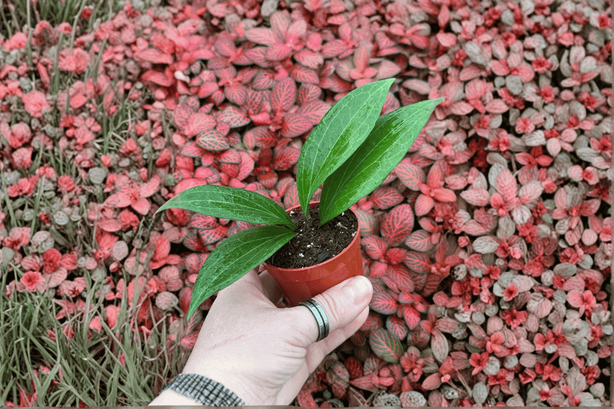 Hoya pottsii | 2 Live Starter Plants in 2-Inch Nursery Format