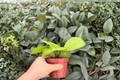 Hoya fungii — 2 Bare Root Live Plants, 4-Inch Pot Size, Exact Plants Pictured