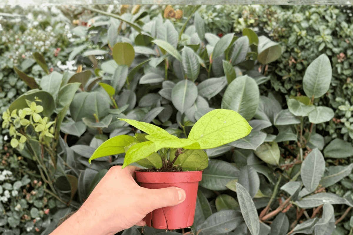 Hoya fungii — 2 Bare Root Live Plants, 4-Inch Pot Size, Exact Plants Pictured