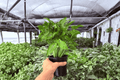 Syngonium Red Yami - 2 Live Plants in 4" Pots (Exact Plants)