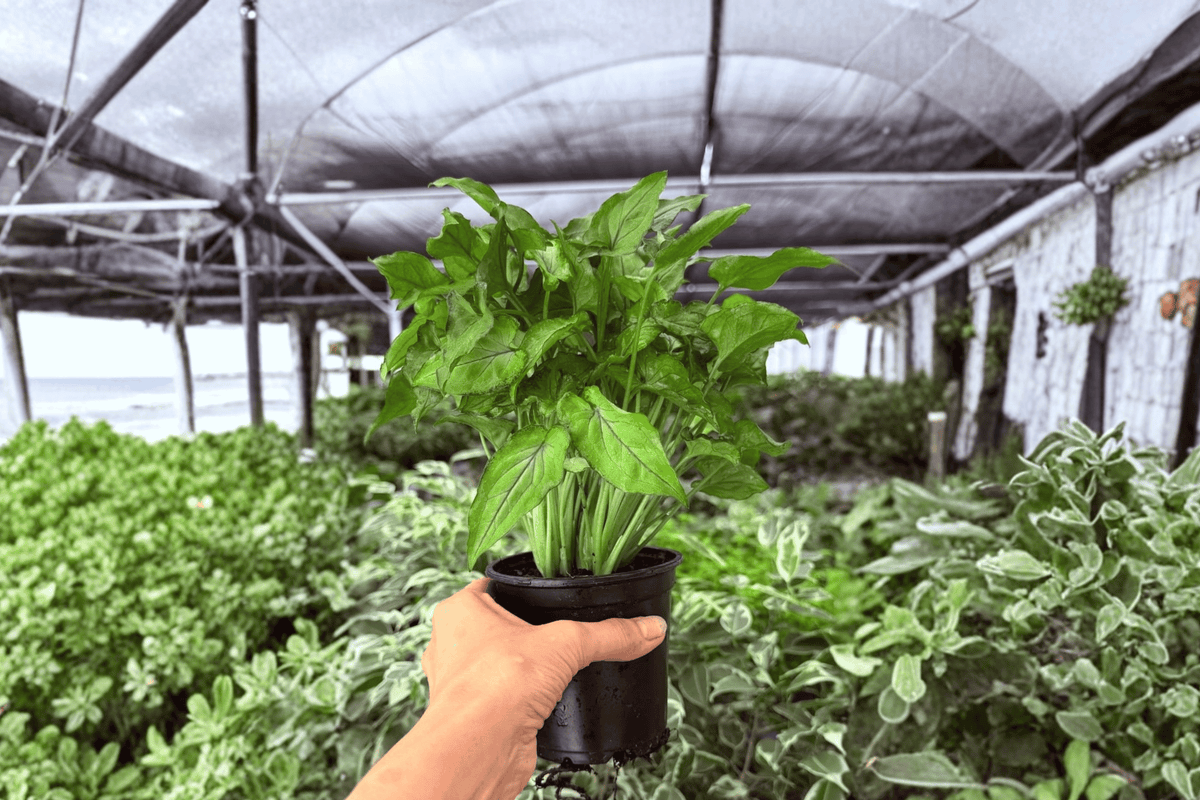 Syngonium Red Yami - 2 Live Plants in 4" Pots (Exact Plants)