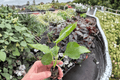 Pink Chiffon Hibiscus Starter Plants (2) - Hibiscus rosa-sinensis