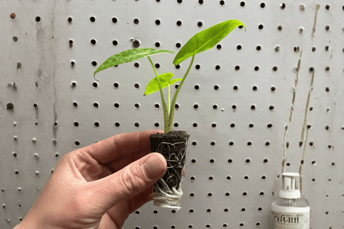 Alocasia Lutea 2 Starter Live Plants (Alocasia macrorrhizos 'Lutea')