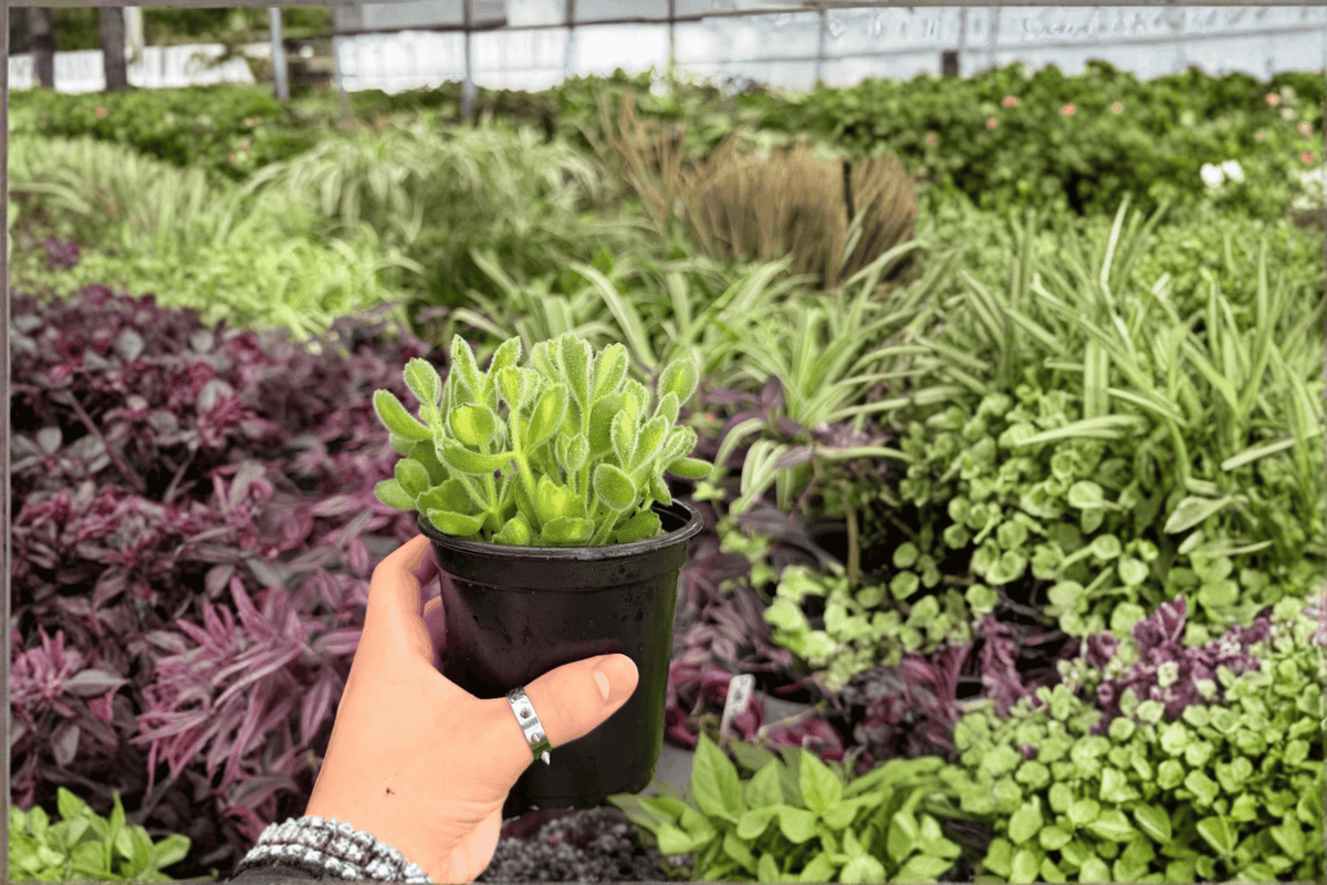 Variegated Bear Paw Cotyledon tomentosa 'Variegata' - 2 Live 4-Inch Pots