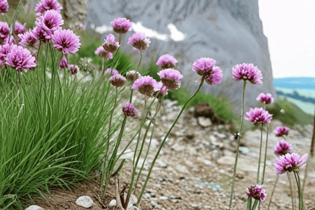 Thrift Sea Pink (Armeria alliacea) Live Plant - 4-Inch Pot