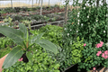 Philodendron Congo Green 2-Pack | 4-Inch Pots