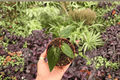 Anthurium FS x Blue Papi - 2 Live Plants in 4" Pot (Exact Plants)