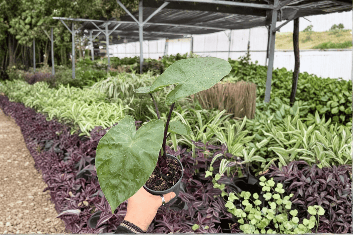 Alocasia Dark Star Live Plants - 2 Exact 4-Inch Potted Plants