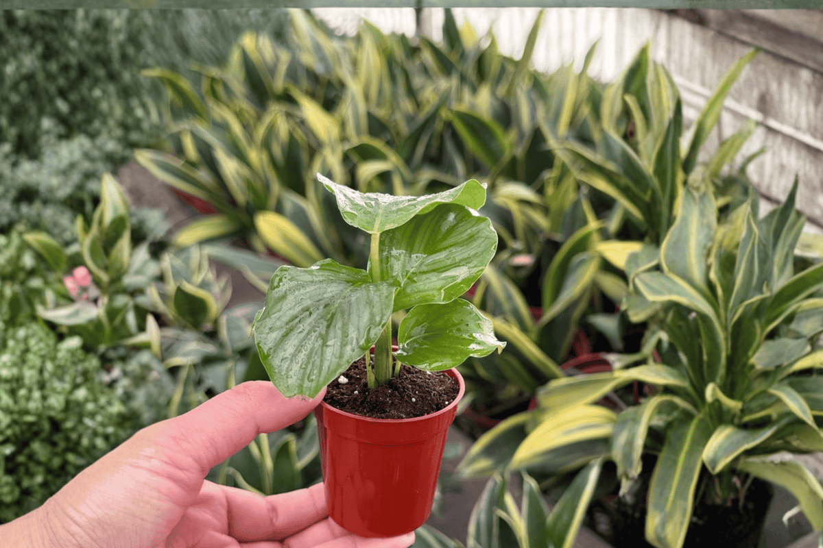Calathea Orbifolia Starter Plants (Goeppertia orbifolia) – 2 in 2" Pots, 2 Live plants
