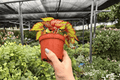 Begonia Harmony's Crimson Oak - 2 Exact Live Plants in 4-Inch Pots