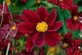 Coreopsis Mercury Rising Tickseed - 4-Inch Pot | Big Bang Series