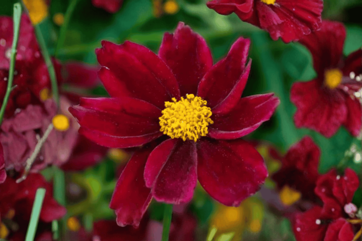 Coreopsis Mercury Rising Tickseed - 4-Inch Pot | Big Bang Series
