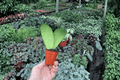 Hoya callistophylla - 2 Live Starter Plants in 2-Inch Pots (Bare Root)
