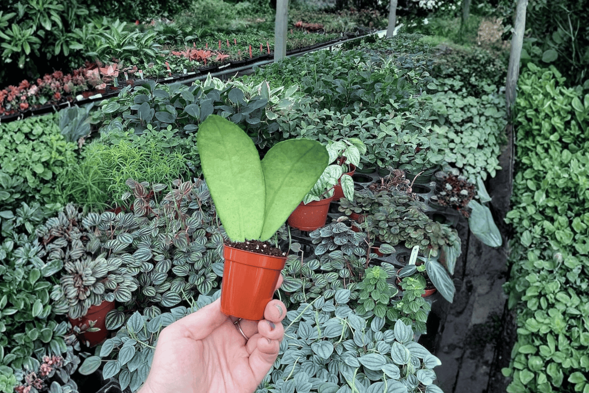 Hoya callistophylla - 2 Live Starter Plants in 2-Inch Pots (Bare Root)