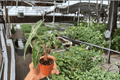Alocasia × amazonica (Dwarf Amazonica) Live Starter Plants – 2-Pack, 2-Inch Pots