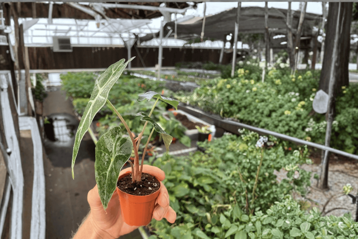 Alocasia × amazonica (Dwarf Amazonica) Live Starter Plants – 2-Pack, 2-Inch Pots