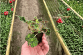 Begonia Unique Begonia ‘Unique’ - 2 Live Starter Plants in Soil Pods