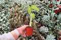 Alocasia Lutea 2-Inch Starter Plants (2) | Alocasia macrorrhizos 'Lutea' Bare Root