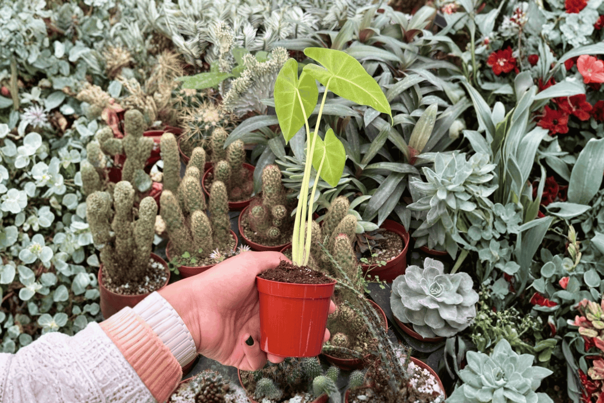 Alocasia Lutea 2-Inch Starter Plants (2) | Alocasia macrorrhizos 'Lutea' Bare Root